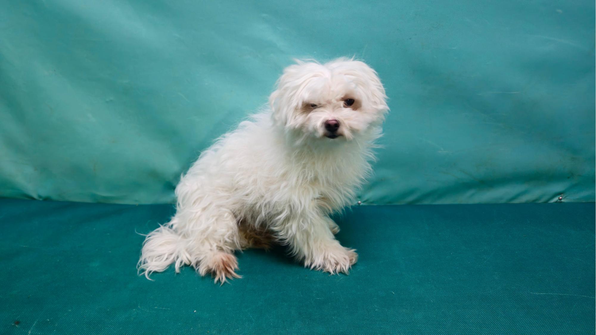 경산시유기동물보호소_447513202501325